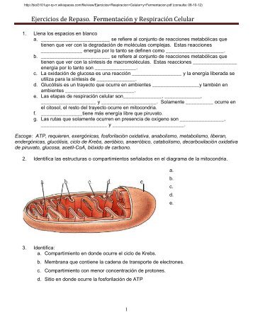 Ejercicios Respiracion Celular y Fermentacion.pdf