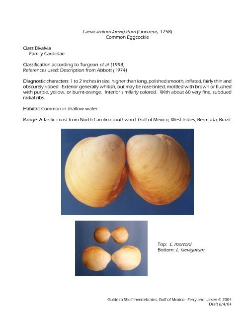 Laevicardium laevigatum (Linnaeus, 1758) Top: L. mortoni Bottom: L ...