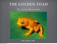 THE GOLDEN TOAD