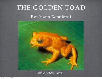 THE GOLDEN TOAD