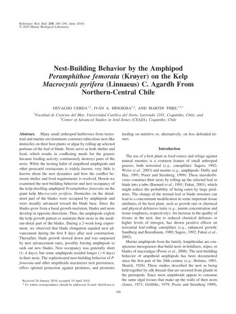 Nest-Building Behavior by the Amphipod Peramphithoe ... - Bedim