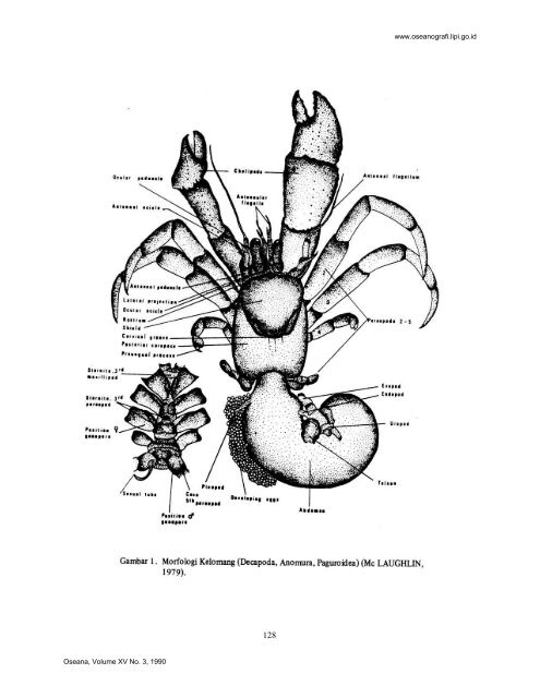 keunikan tingkah laku kepiting pertapa (hermit crab) - Lipi