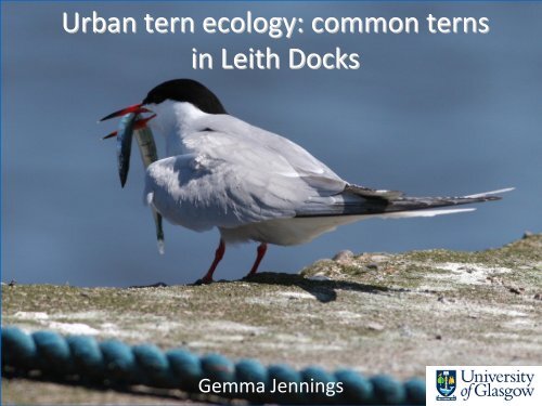 An Urban Colony of Common Terns in Leith Docks