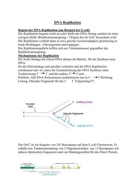 DNA Replikation