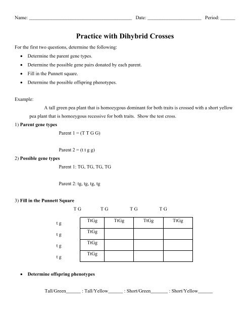 Dihybrid Cross Punnett Square Worksheet