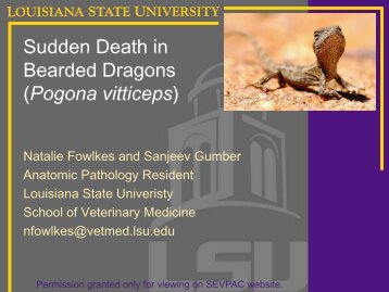 Sudden Death in Bearded Dragons (Pogona vitticeps)