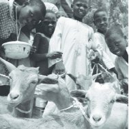 pdf: 721KB - International Livestock Research Institute