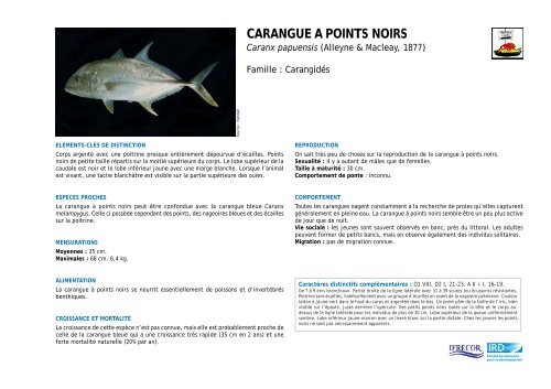 CARANGUE A POINTS NOIRS - IFRECOR Nouvelle-CalÃ©donie