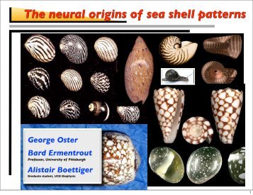 Shells