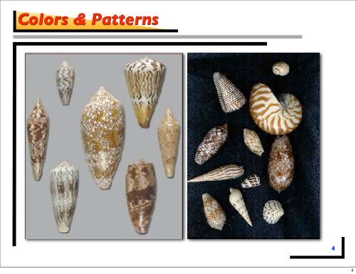 Shells