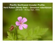 stinky bob herb robert[1]