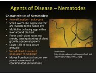 Agents of Disease â Nematodes g