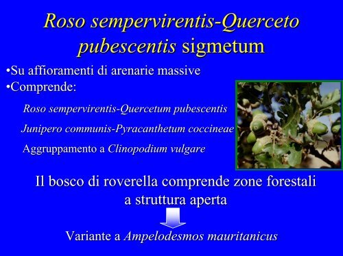 Roso sempervirentis-Quercetum pubescentis - Museobotanico ...