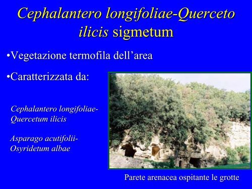 Roso sempervirentis-Quercetum pubescentis - Museobotanico ...