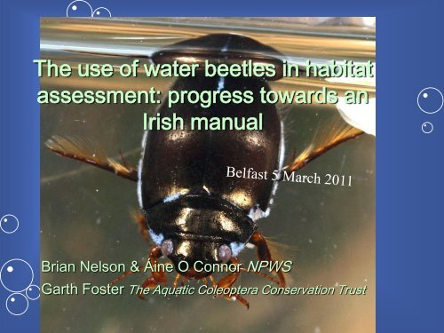 The use of water beetles in habitat assessment