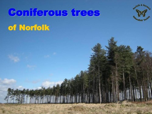 Coniferous trees - Norfolk and Norwich Naturalists' Society