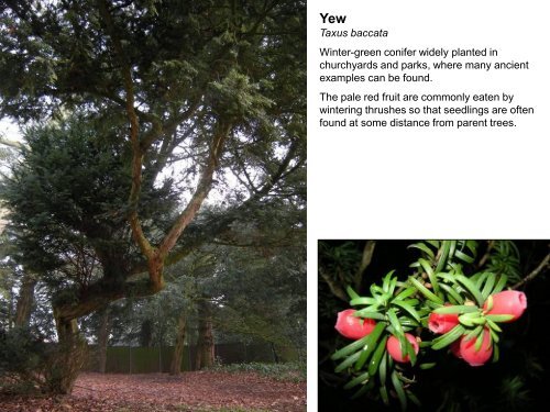 Coniferous trees - Norfolk and Norwich Naturalists' Society