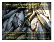 Current status of wild and hatchery chum salmon in Hokkaido