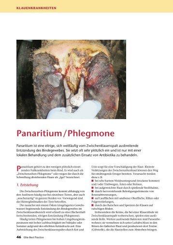 Panaritium/Phlegmone - Elite