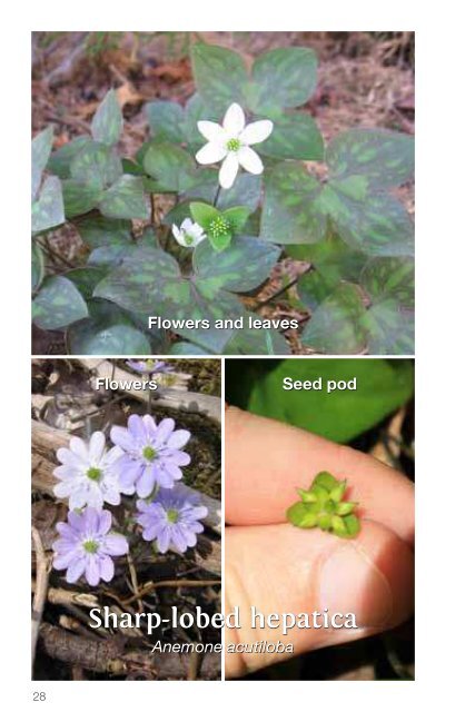 A Guide to Woodland Plants in the Credit River Watershed (1.86 MB)