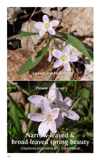 A Guide to Woodland Plants in the Credit River Watershed (1.86 MB)