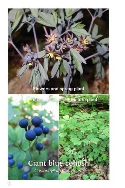 A Guide to Woodland Plants in the Credit River Watershed (1.86 MB)