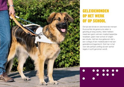 Wat te doen als u een geleidehond ontmoet? - KNGF Geleidehonden