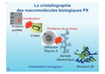 La cristallographie des macromolÃ©cules biologiques PX - Centre de ...