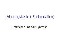 Atmungskette ( Endoxidation)