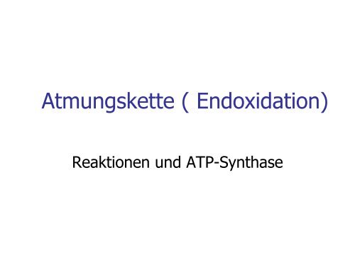 Atmungskette ( Endoxidation)