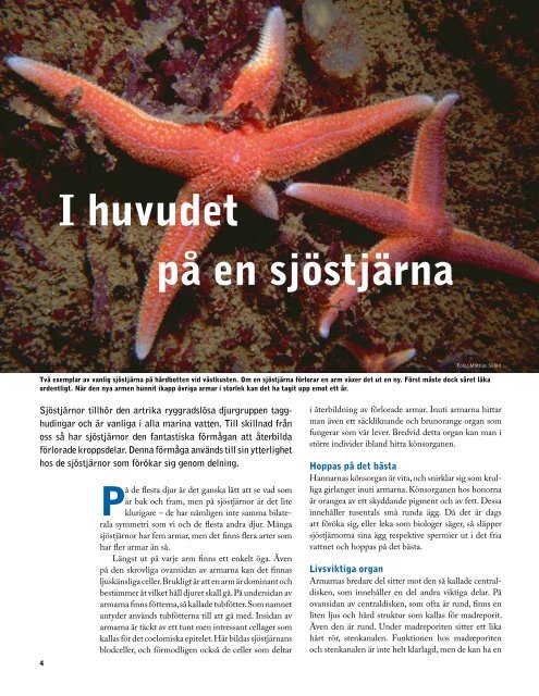 I huvudet pÃ¥ en sjÃ¶stjÃ¤rna - Havet.nu