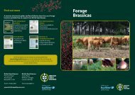 Forage Brassicas - British Seed Houses