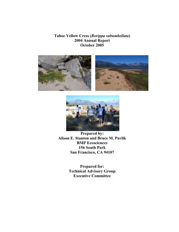 Tahoe Yellow Cress (Rorippa subumbellata) 2004 Annual Report ...
