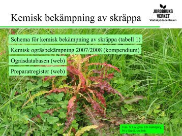 6_Karin Jahr - Kemisk bekÃ¤mpning mot skrÃ¤ppa.pdf