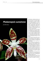 Phalaenopsis sumatrana