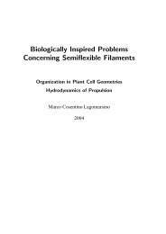 Biologically Inspired Problems Concerning Semiflexible Filaments