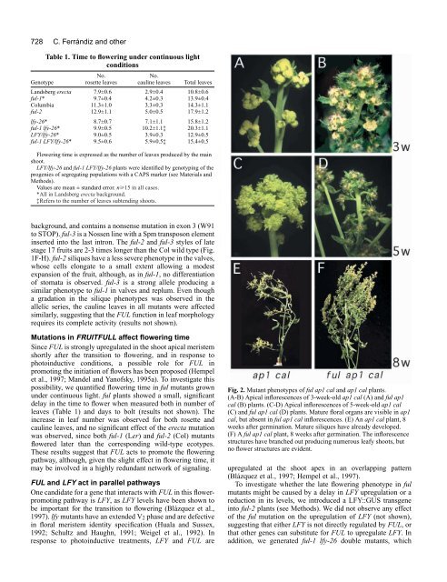 FRUITFULL promotes flower development - Development - The ...