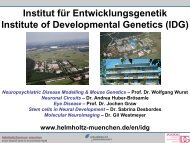 Institut für Entwicklungsgenetik Institute of Developmental Genetics ...