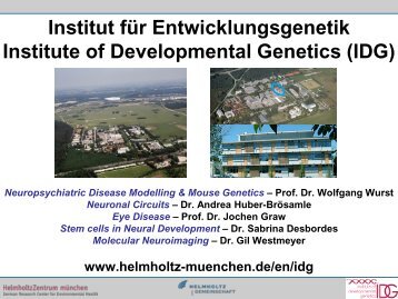 Institut für Entwicklungsgenetik Institute of Developmental Genetics ...