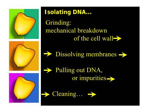 The Importance of DNA Isolation