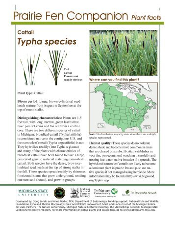 Cattail Typha species - Native Plants - Michigan State University