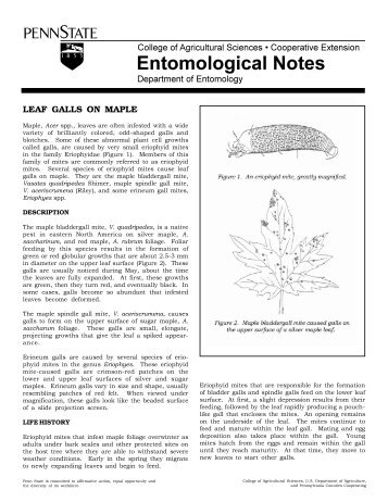 PDF version of Maple Leaf Galls Fact Sheet - Entomology