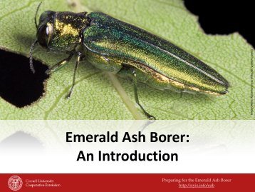 Emerald Ash Borer - New York Invasive Species Information