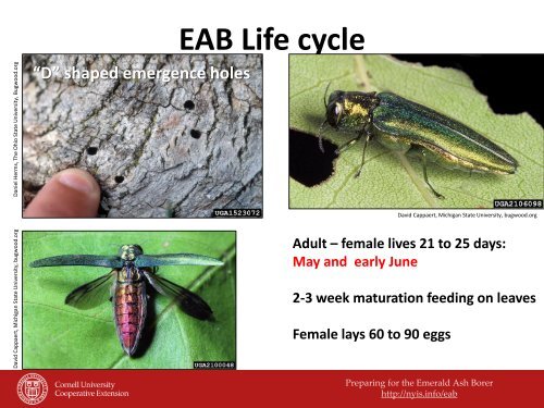 Emerald Ash Borer - New York Invasive Species Information