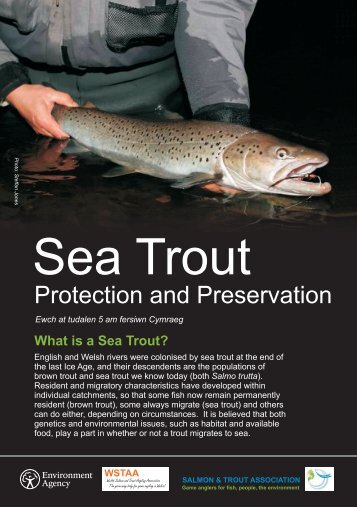 What is a Sea Trout? - Salmon & Trout Association