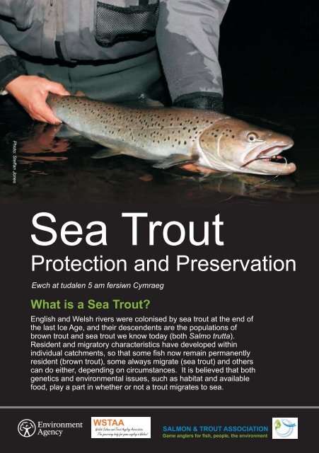 What is a Sea Trout? - Salmon & Trout Association