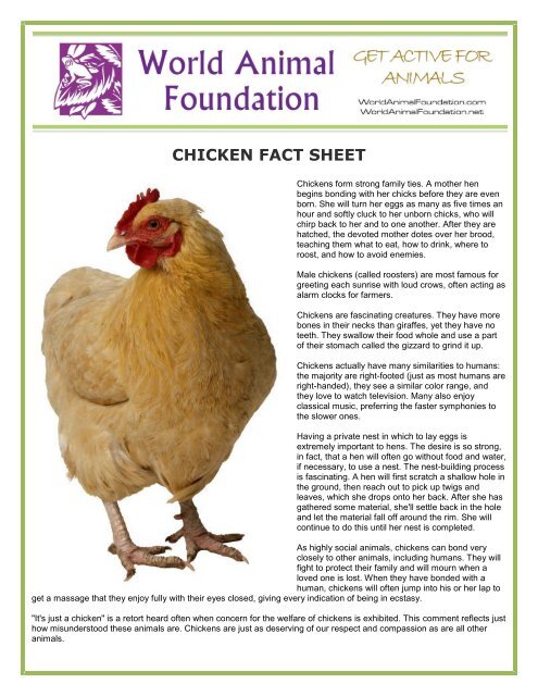 CHICKEN FACT SHEET - World Animal Foundation CHICKEN FACT SHEET - World Animal Foundation
