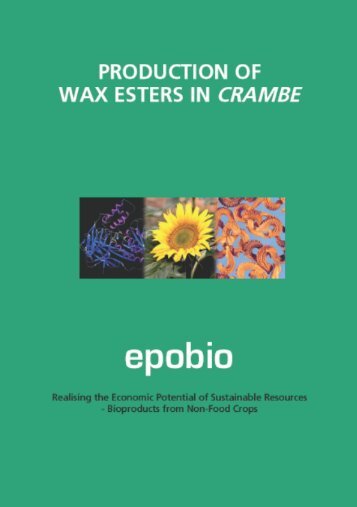 production of wax esters in crambe