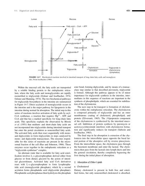 Clinical Biochemistry of Domestic Animals (Sixth Edition) - UMK ...