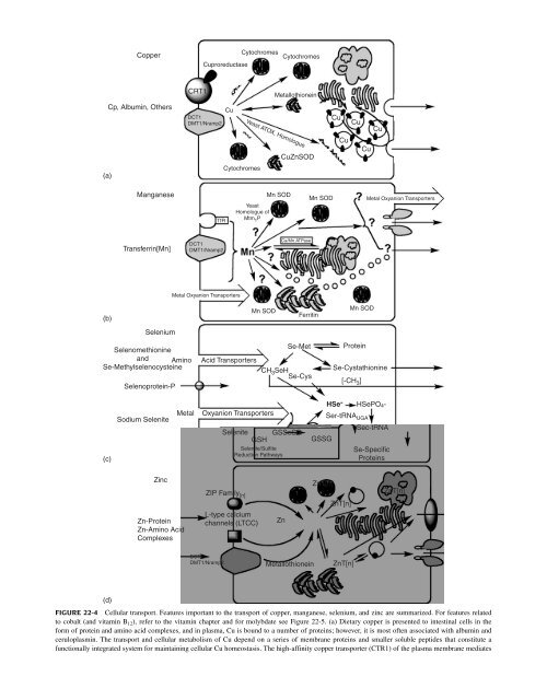 Clinical Biochemistry of Domestic Animals (Sixth Edition) - UMK ...